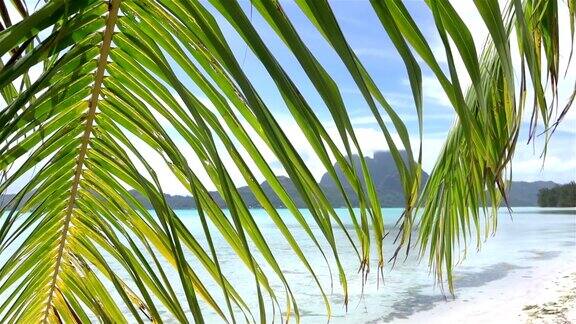 在波拉波拉海滩上棕榈树叶在风中摇摆