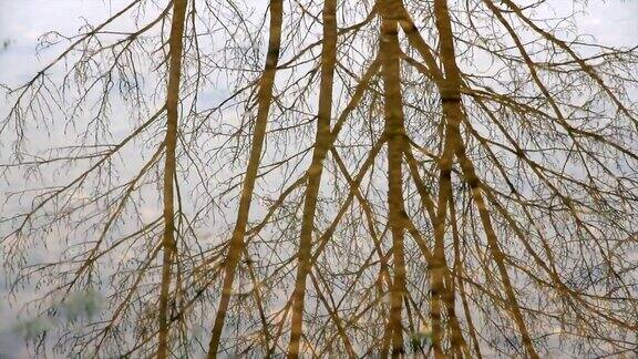 水中树木的倒影-水反射