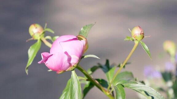 在阳光明媚的日子里花蕾是粉红色的牡丹花在风中摇曳