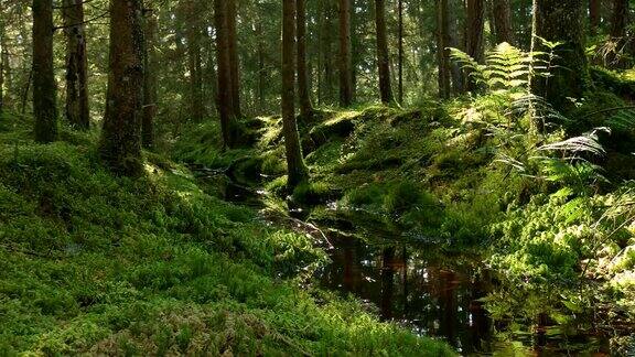 多莉:绿色森林里的小溪