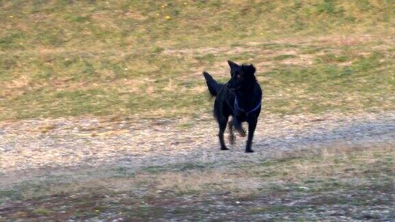 黑狗又跳又跑