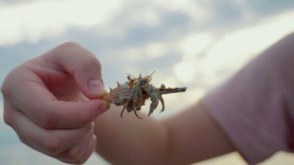 手握寄居蟹日出的背景在海滩上