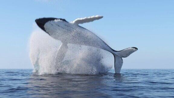 鲸鱼跳出水面