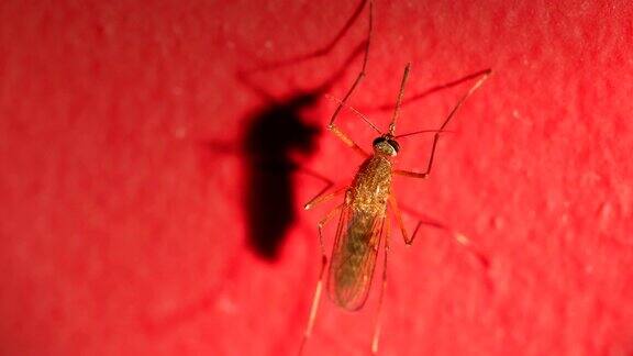 蚊子站在红色的墙上