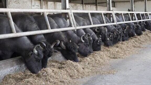 牛场的水牛在吃青贮饲料