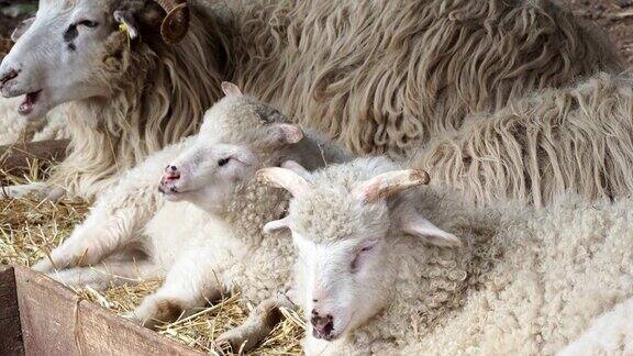 羊群躺在羊圈的干草上啃草小公羊睡在牧场里Wallachian羊