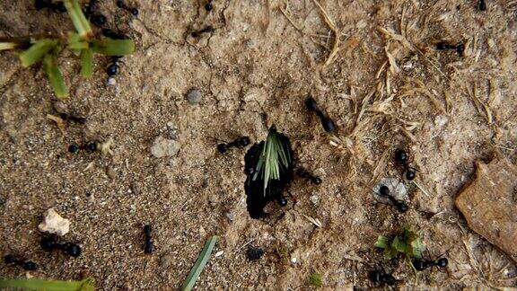 昆虫动物土壤上的蚂蚁