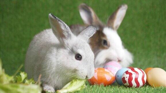 工作室拍摄兔子吃蔬菜和玉米和复活节蛋