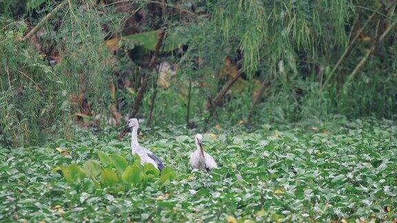 雨中亚洲鹤嘴鸥群