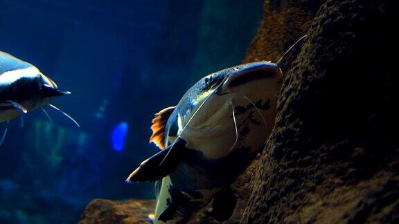 水族馆蓝色水中的热带鱼