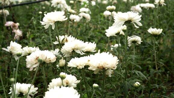 淘花:在花园中排成一排的白色菊花