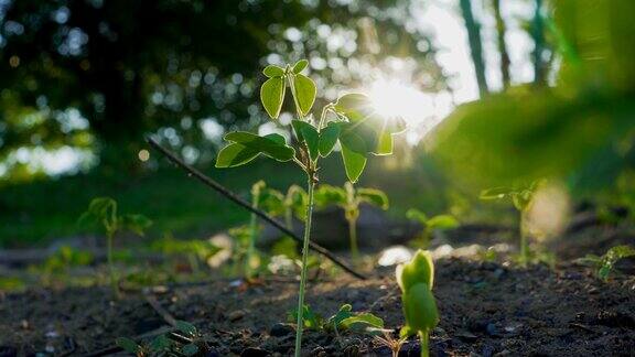 在阳光照射下的森林里的小植物的特写