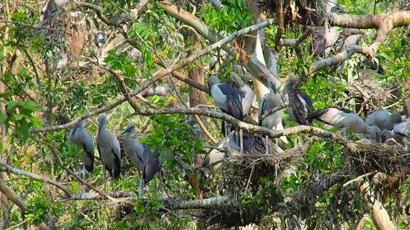 泰国布里拉姆省自然鸟类公园的鹤类生活