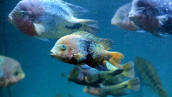 不同种类的鱼在一个大水族馆里游泳