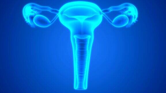 女性生殖系统解剖学
