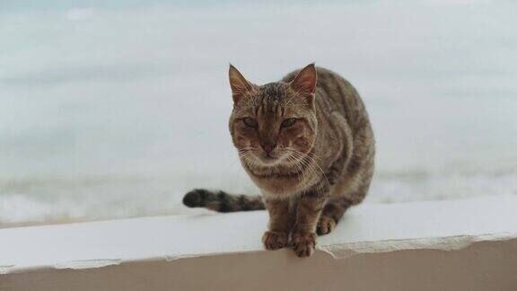 猫坐在阳台上背景是海景慢镜头4k