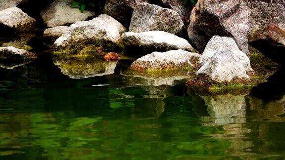 大自然中的绿色湖水