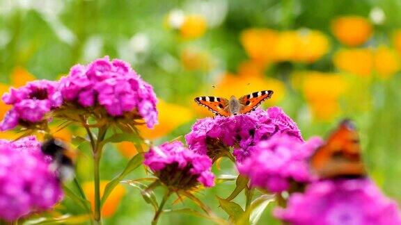 蝴蝶在绿色的背景上给粉红色的花授粉