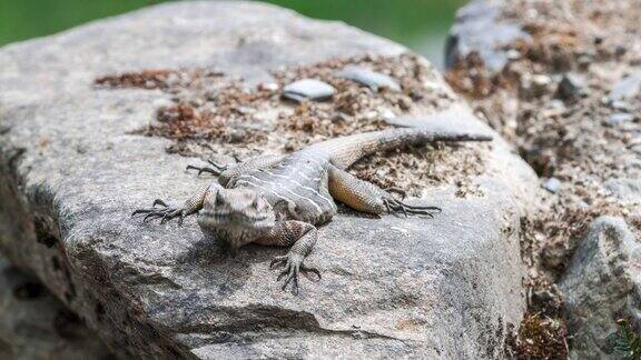 西藏林芝的蜥蜴躺在岩石上晒太阳