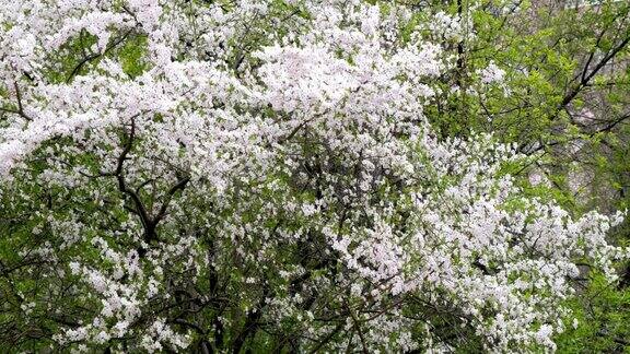 盛开的梅花树