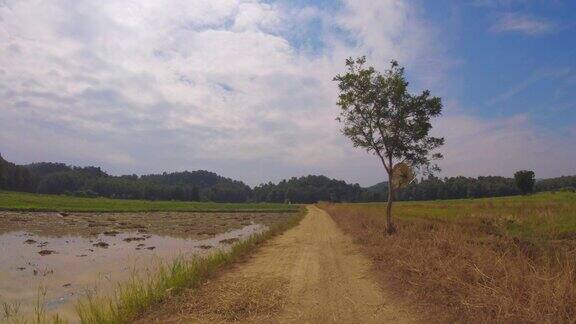 在泰国美丽的稻田里开车