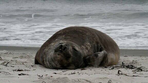 福克兰群岛:海狮正在休息