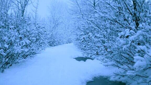 冬天森林里美丽的降雪