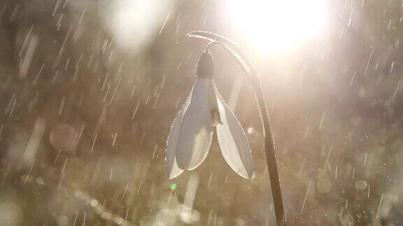 特写DOF:轻春雨落在被称为雪花莲的早春花上