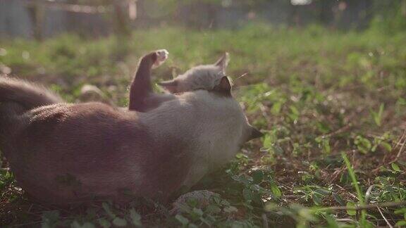 可爱的小猫在草地上玩耍睡觉