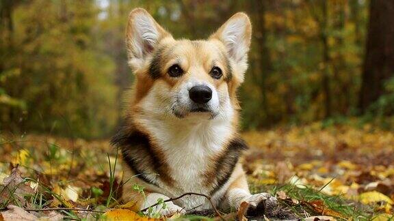 秋天的快乐!在美丽的秋天森林里散步的威尔士柯基犬