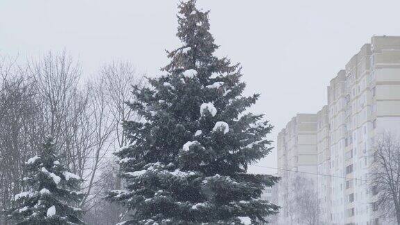 雪花落在圣诞树的背景上雪缓慢莫
