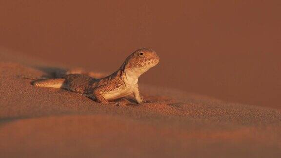 斑点蟾蜍阿加马(Phrynocephalusguttatus)卡尔梅克共和国的沙漠