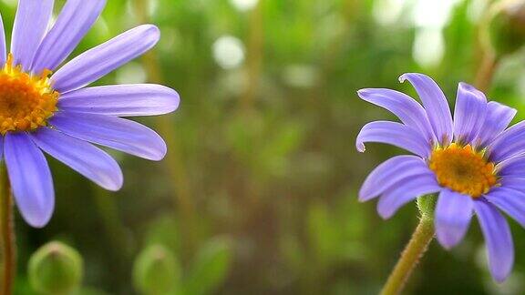 Feliciaamelloides-蓝色雏菊