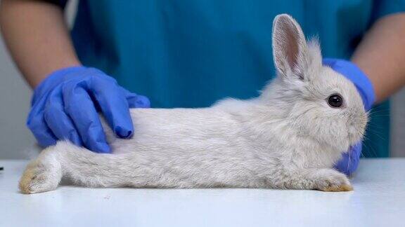 兽医用手抚摸毛茸茸的兔子在健康检查前缓解压力特写