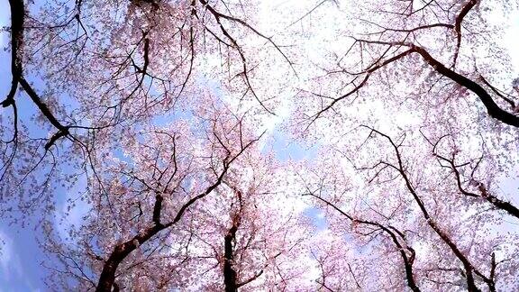 樱花抬头看看天空