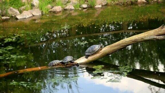 海龟在水里的枯枝上晒太阳