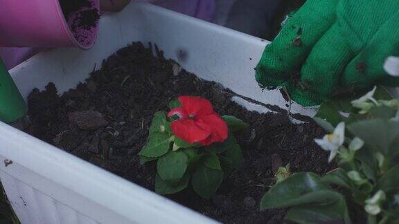 在花盆里种花小女孩帮忙