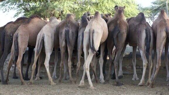 骆驼群吃