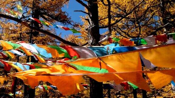 七彩的旗子祈祷在秋日的山林中飘扬