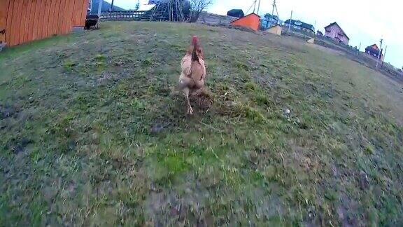 小鸡在草地上跑