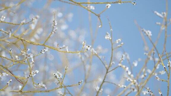 复活节柳枝冰封春天的大自然春天来了散景