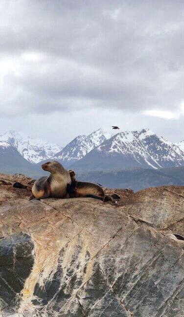 比格尔海峡海豹岛上的海狮群
