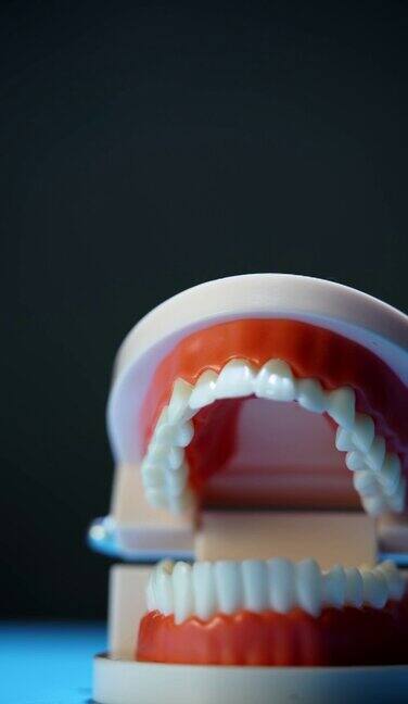 近距离的牙齿模型与红色的口香糖在灰色的背景