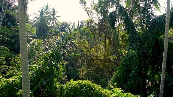 放松巴厘岛的丛林森林