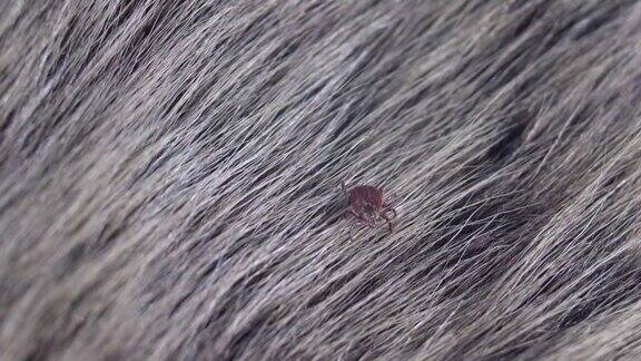 美国狗蜱在动物皮毛上爬行的特写这些蛛形纲动物在春季最活跃可能引发莱姆病或脑炎没有人