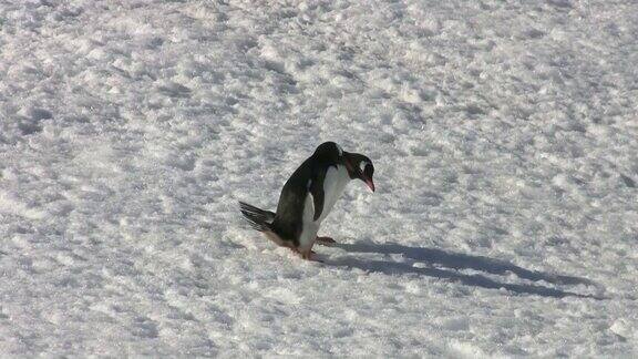南极洲:两只巴布亚企鹅在雪地上奔跑