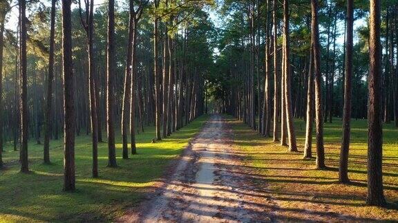 鸟瞰泰国清迈波觉森林培育研究站(SuanSonBoaKeaw)日出时的松树