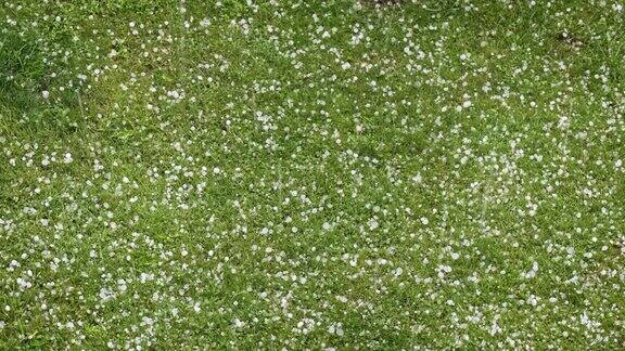 夏天下冰雹大冰雹落在绿色的草地上