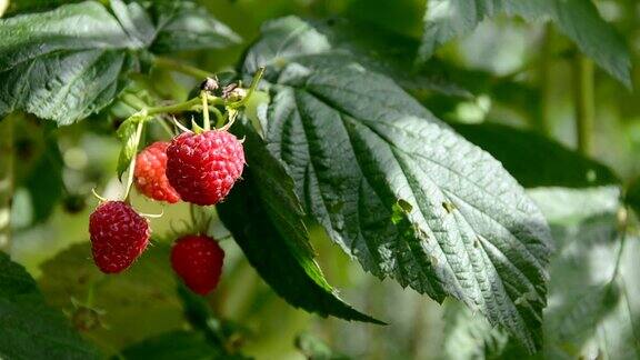 甜美的树莓在灌木和风