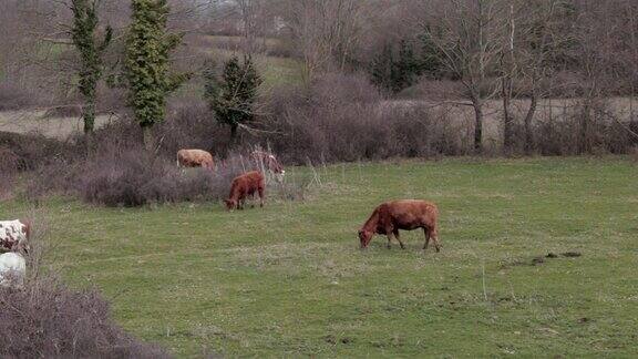 在马厩外面吃草的母牛和小牛